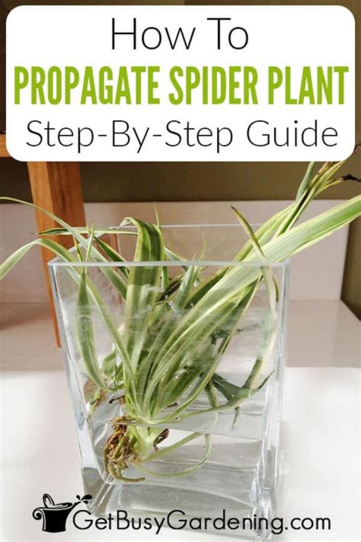 How do you propagate melendres?