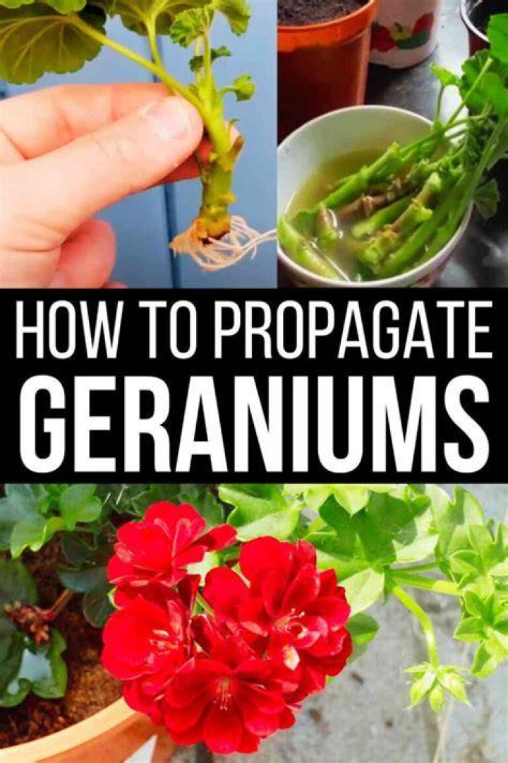 How do you propagate scented geraniums?