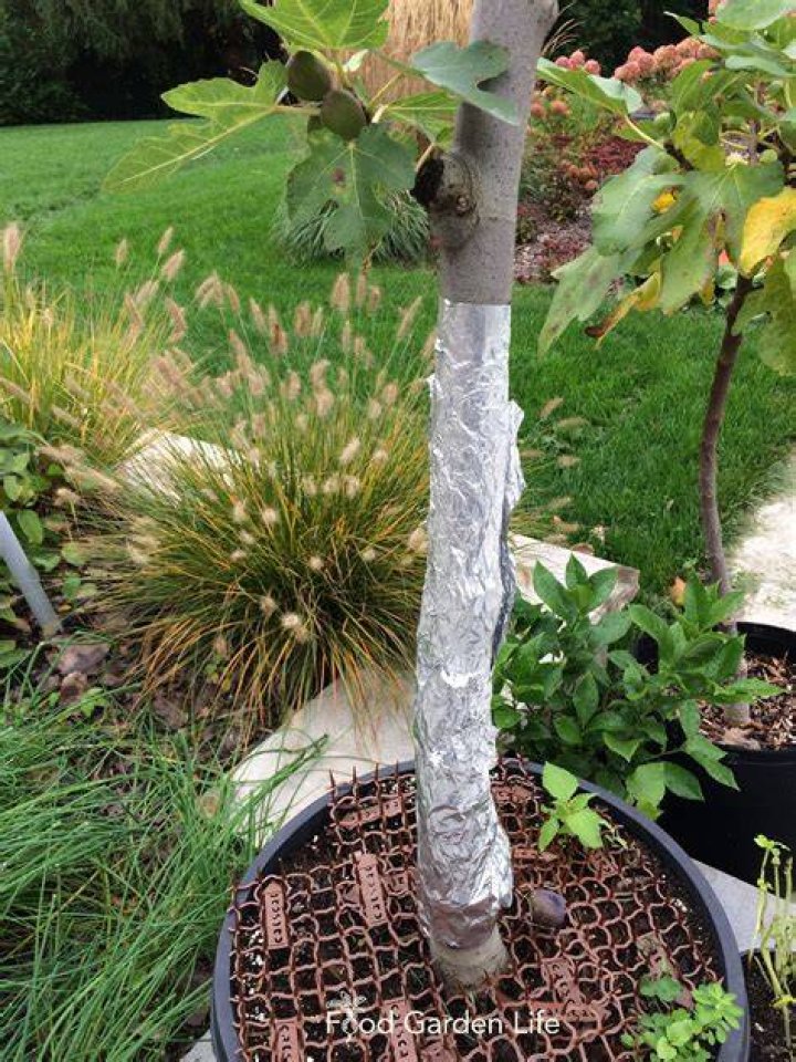 How do you protect fruit trees from late freeze?