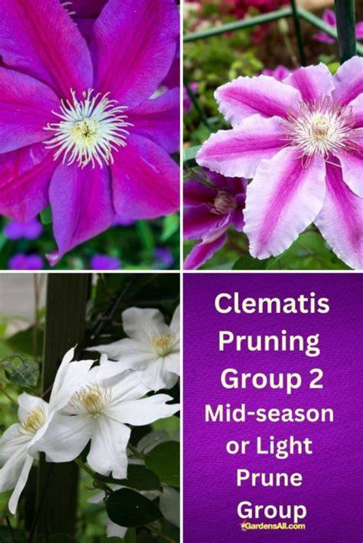 How do you prune a clematis Group 2?