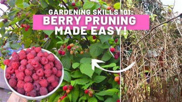 How do you prune Latham raspberries?