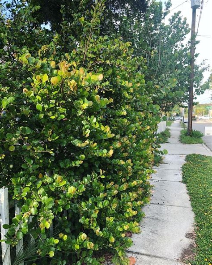 How do you prune Silver Buttonwood?