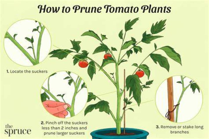 How do you prune spiderwort plants?