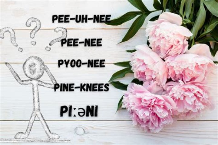 How do you say the word peony?