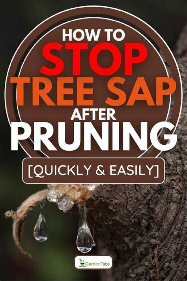 How do you stop pine tree sap?