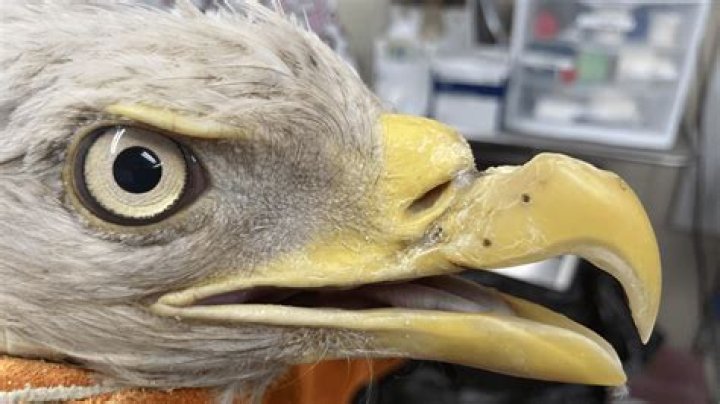 How do you treat a broken beak?