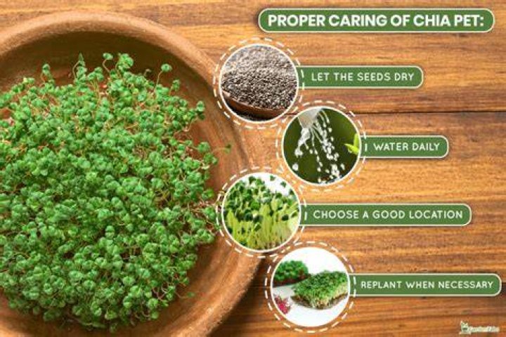 How do you water a Chia Pet?