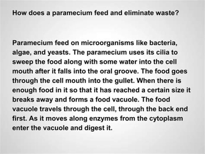 How does a paramecium excrete?