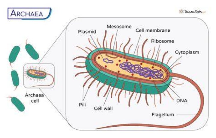 How does archaebacteria get its energy?