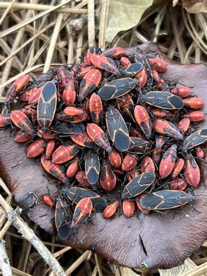 How does Dawn dish soap kill box elder bugs?