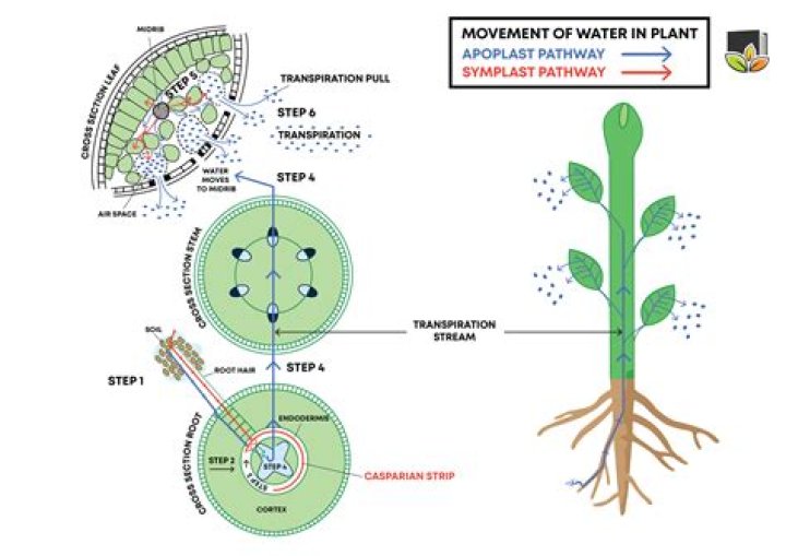 How does osmosis affect plants?