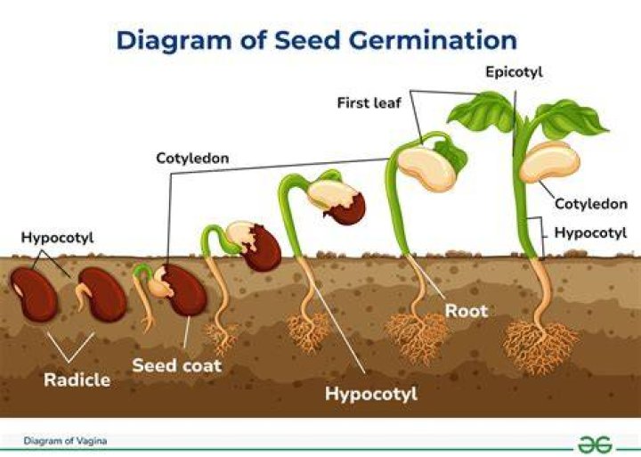 How does the process of seed scarification occur in nature?