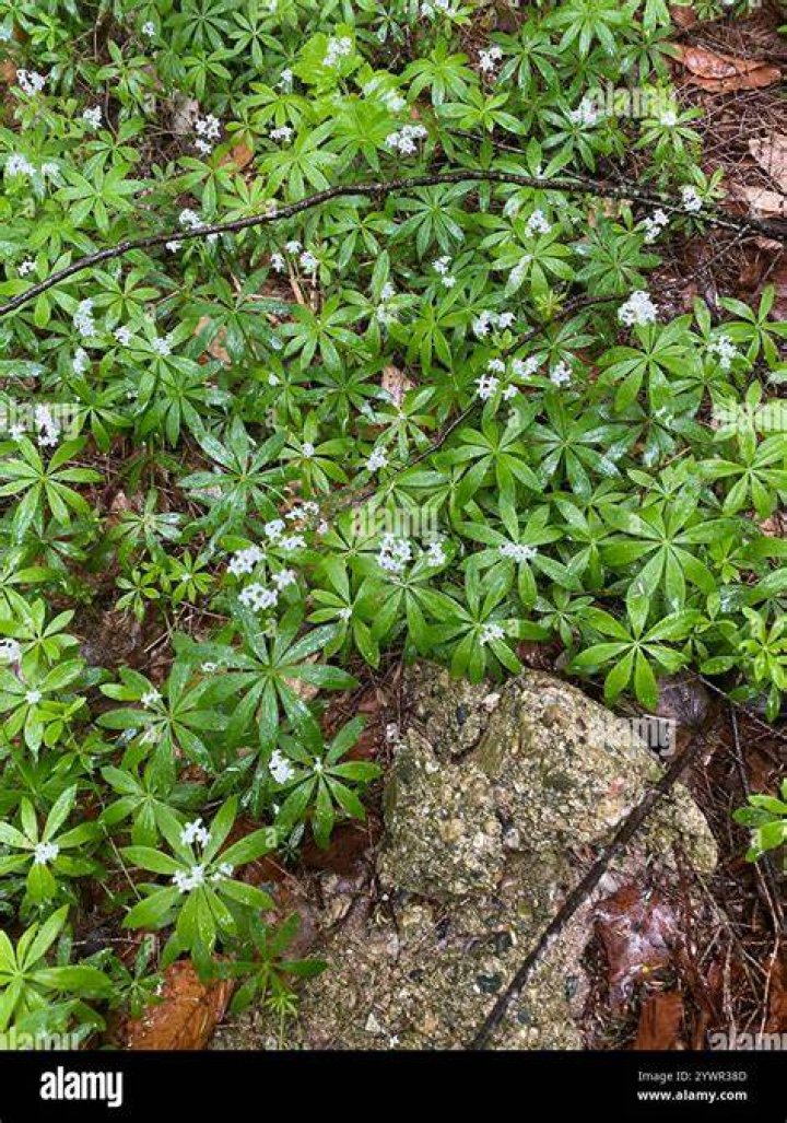 How far apart do you plant sweet woodruff?