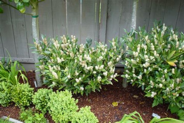How far apart should you plant Otto Luyken laurel?