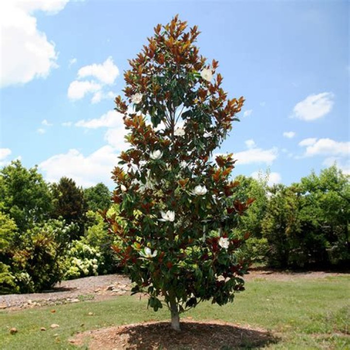How far away from my house should I plant a magnolia tree?