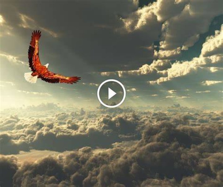 How far can an eagle fly without stopping?