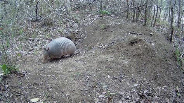 How far do armadillos travel from their burrow?