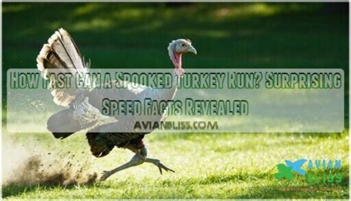 How fast can a spooked Turkey Run?