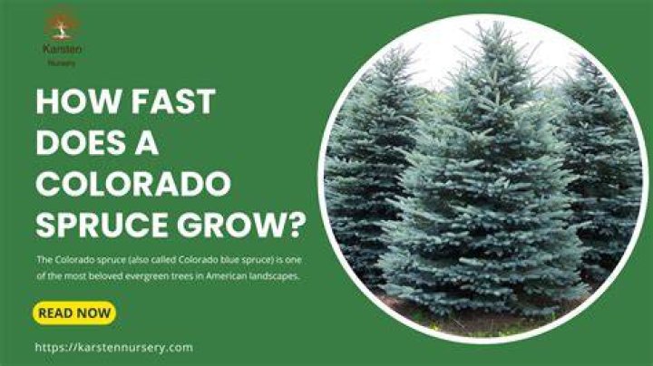 How fast does a white pine grow?