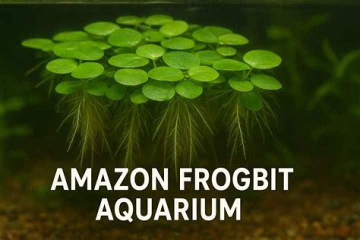 How fast does Amazon Frogbit grow?