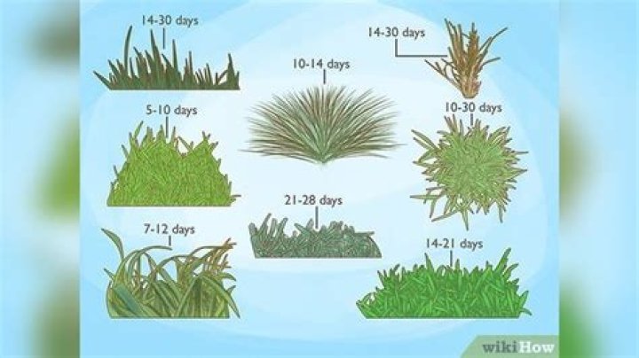How fast does Bermuda grass grow from seed?