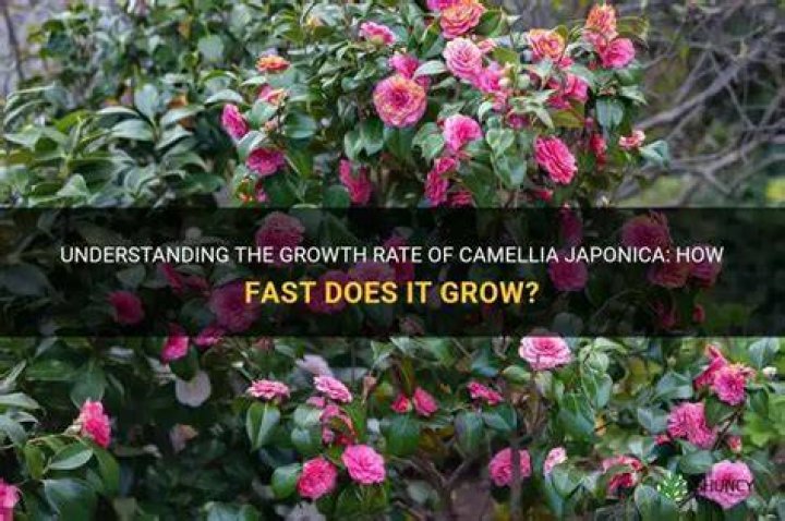 How fast does japonica grow?