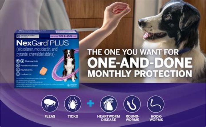 How fast does NexGard work on mange?