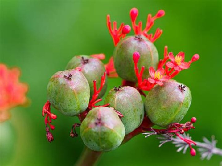 How have fruits contributed to the success of angiosperms?