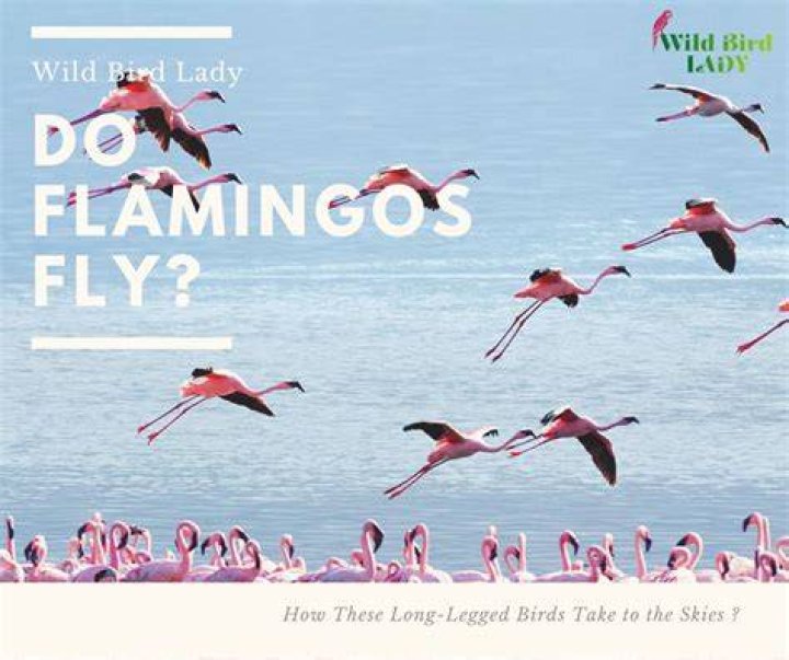 How high can a flamingo fly?