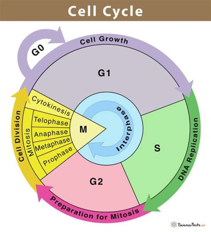 How is the cell cycle important to multicellular organisms?