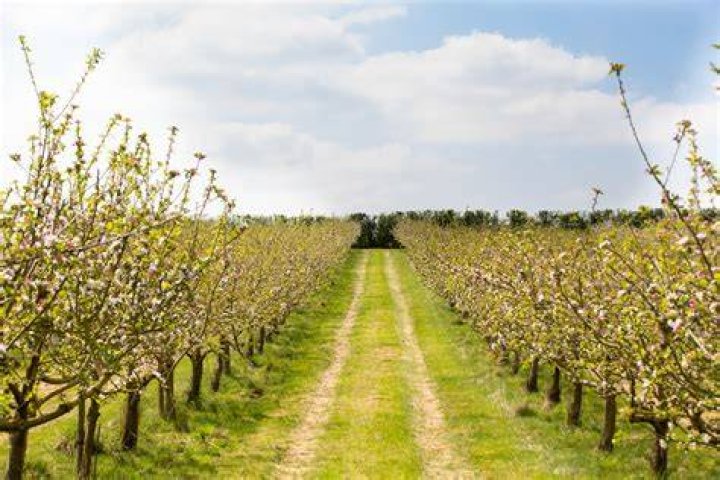 How is the cherry orchard a tragedy?