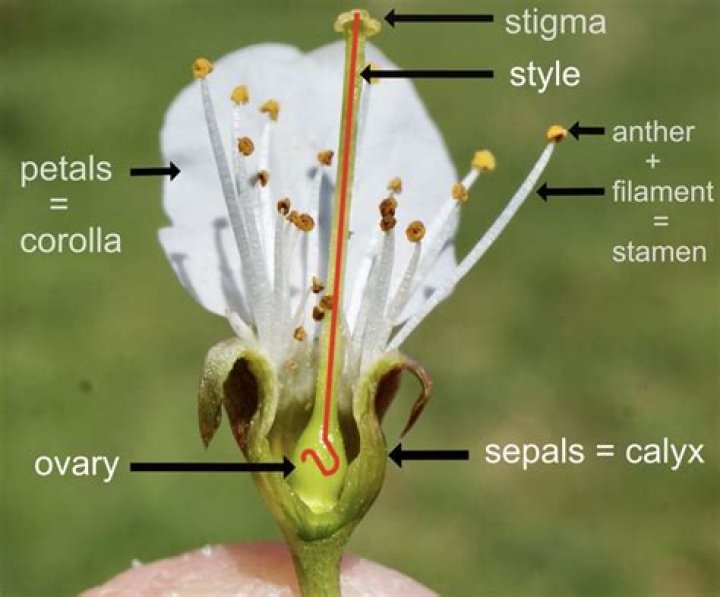 How is the stigma adapted to capture and hold pollen?