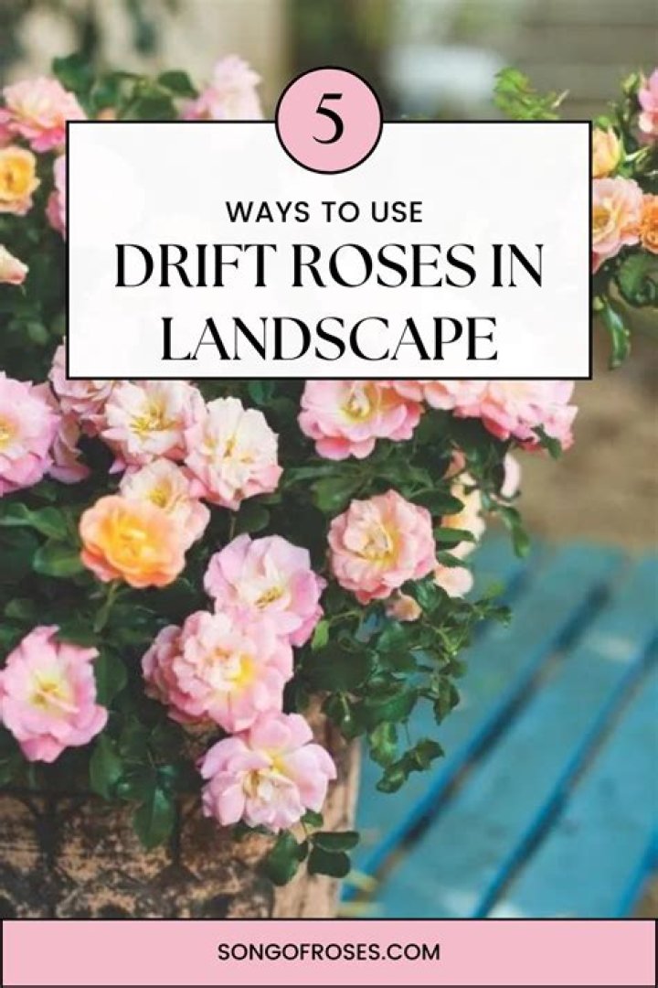 How large do drift roses get?