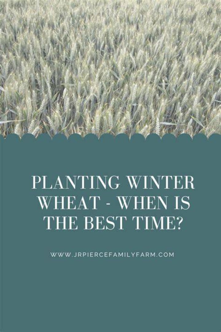 How late can I plant winter wheat?