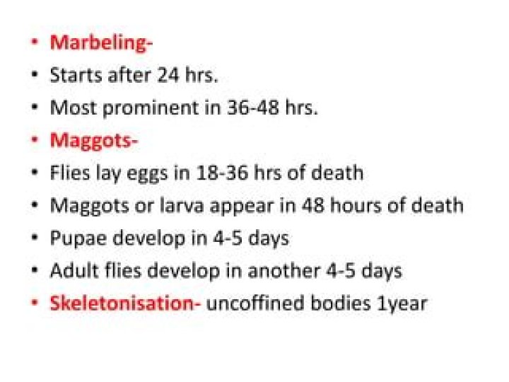How long after death do maggots appear?