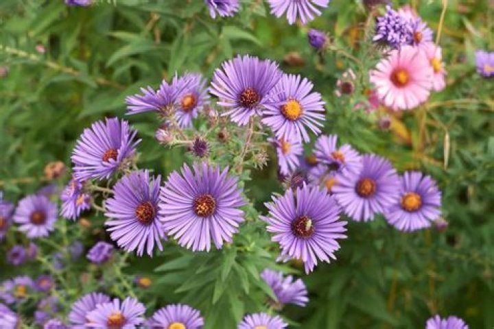 How long do asters bloom for?