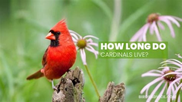 How long do cardinals live in captivity?