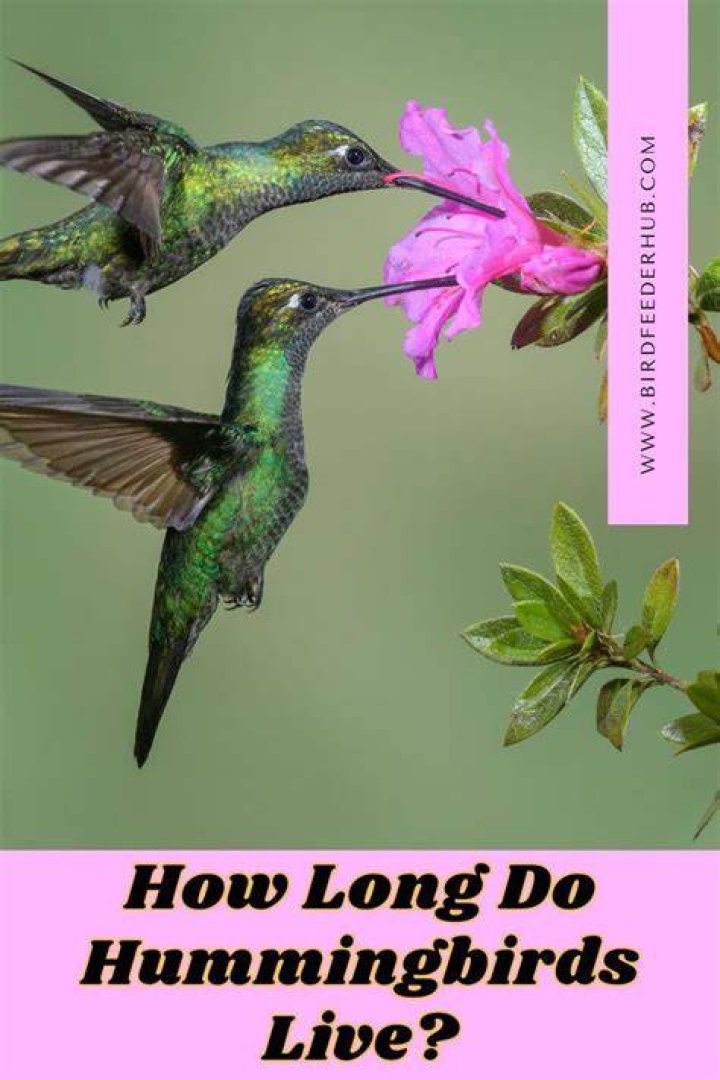 How long do hummingbirds stay in Missouri?