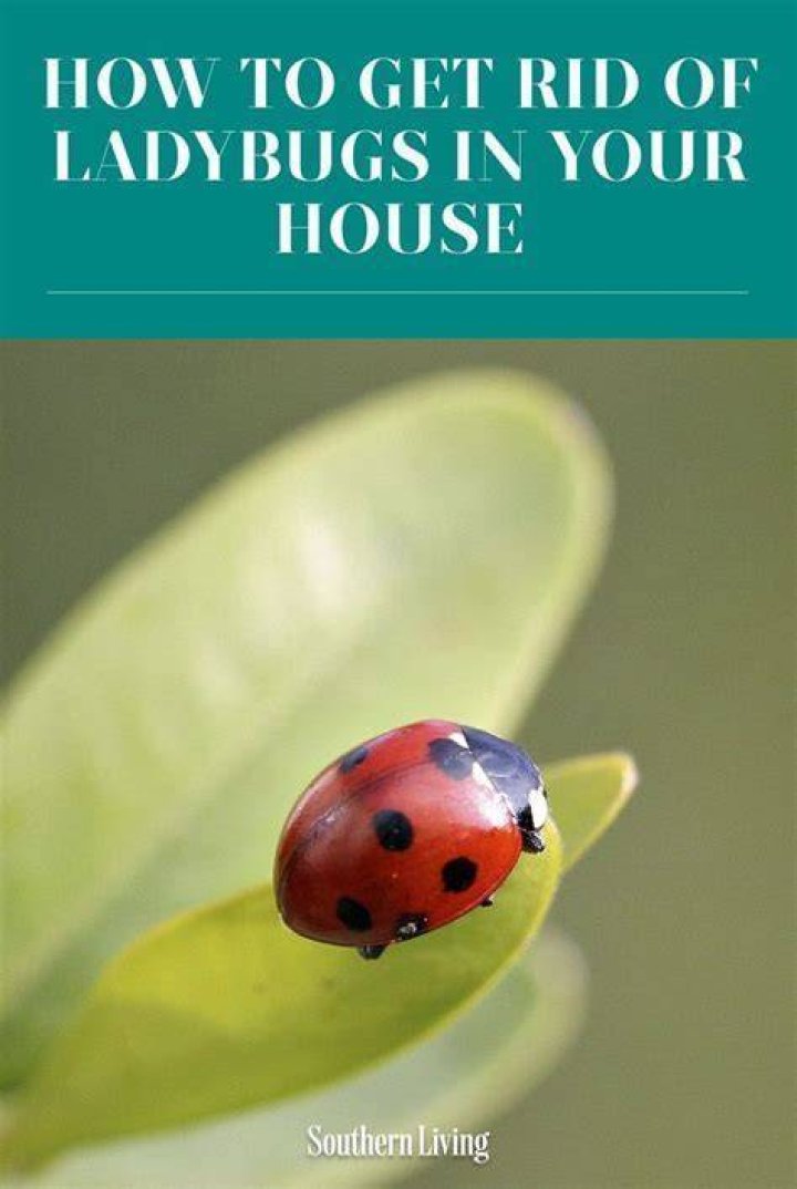 How long do ladybugs live inside?