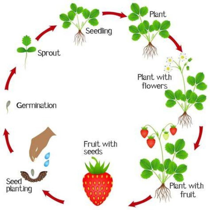 How long do strawberries take to grow Osrs?