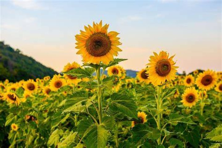 How long do sunflowers last in a field?