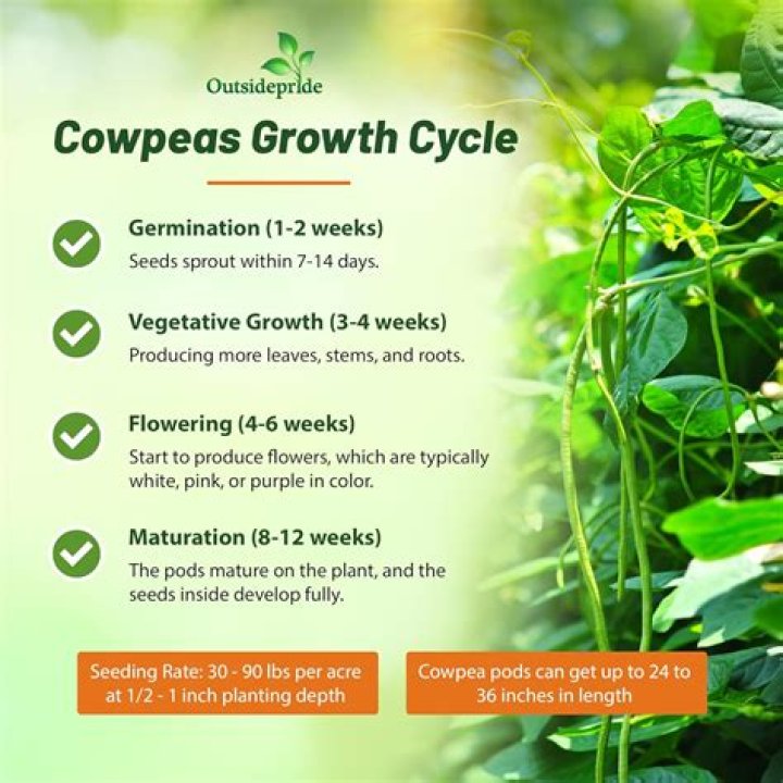How long does it take cowpeas to mature?