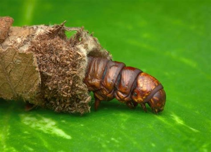 How long does it take for a Bagworm to turn into a moth?