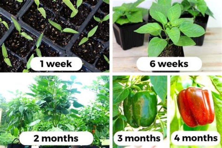 How long does it take for a moonflower to grow?