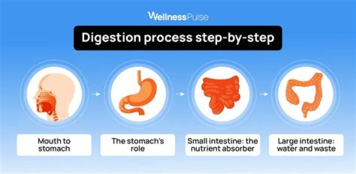 How long does it take for bread to digest in your stomach?