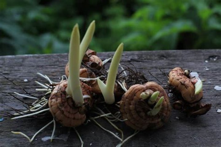 How long does it take freesia bulbs to grow?
