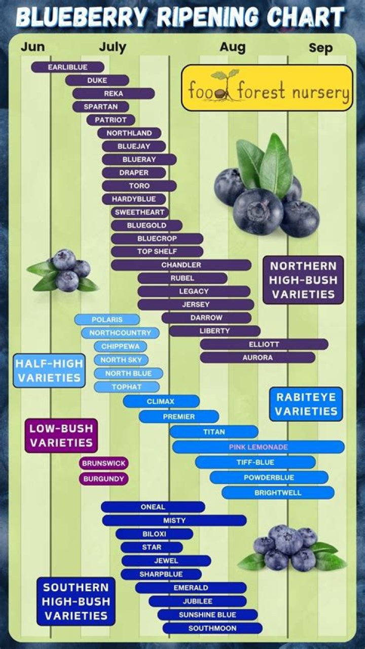 How many blueberries are in a half a cup?