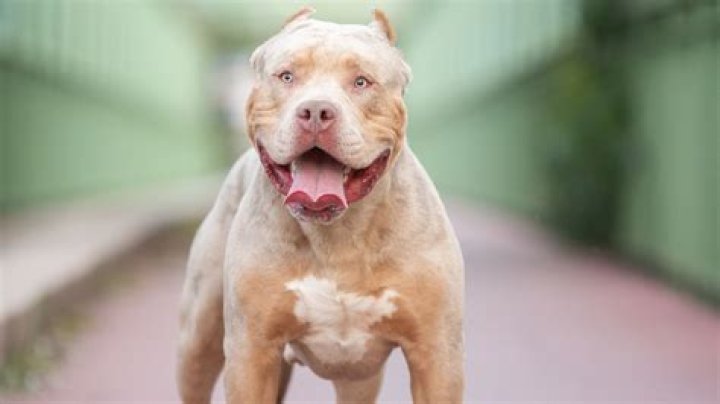 How many dogs played Vincent in Lost?