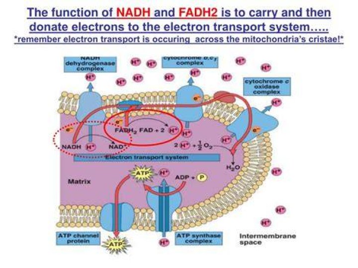 How many electrons does NADH and fadh2 carry?