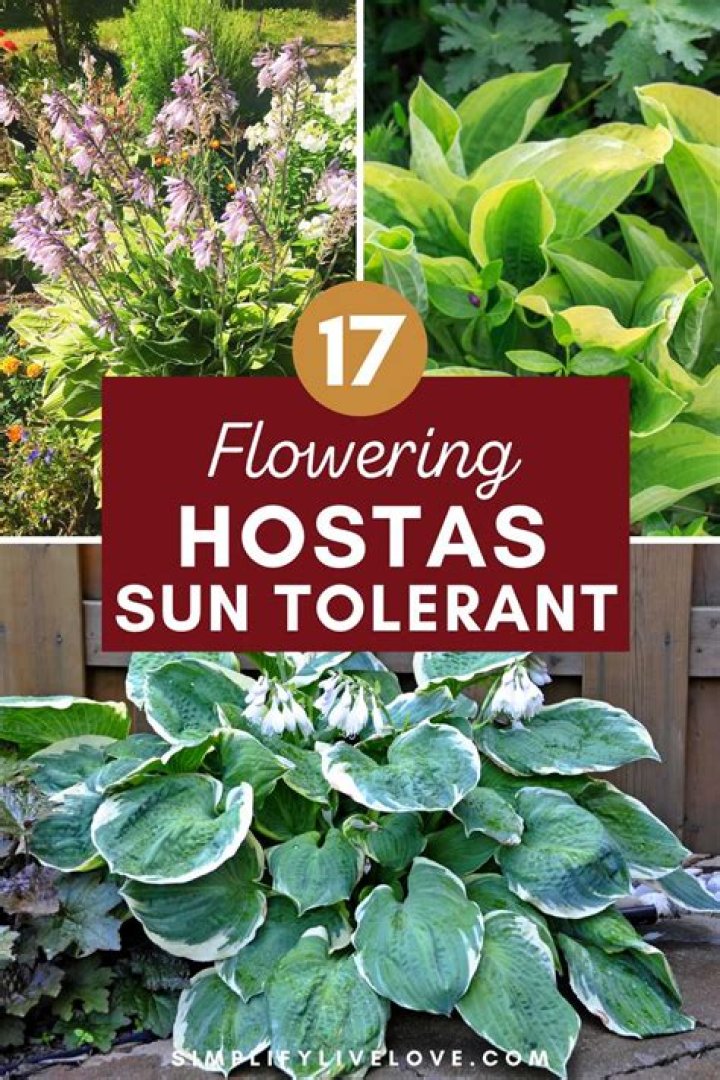 How many hours of sun can hostas tolerate?